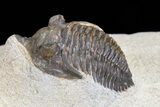 Pseudocryphaeus (Cryphina) Trilobite #74682-3